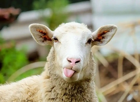 خرید و قیمت گوسفند زنده کیلویی + فروش عمده